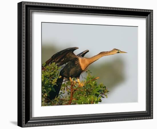 Anhinga Female at the Venice Rookery, Venice, Florida, USA-Arthur Morris-Framed Photographic Print