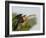 Anhinga Female at the Venice Rookery, Venice, Florida, USA-Arthur Morris-Framed Photographic Print