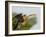 Anhinga Female at the Venice Rookery, Venice, Florida, USA-Arthur Morris-Framed Photographic Print