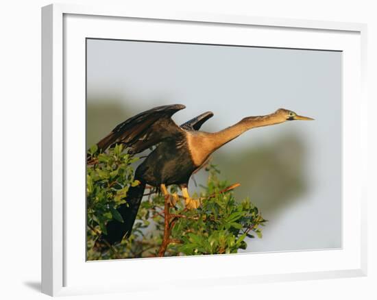 Anhinga Female at the Venice Rookery, Venice, Florida, USA-Arthur Morris-Framed Photographic Print