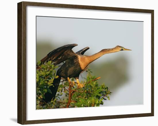 Anhinga Female at the Venice Rookery, Venice, Florida, USA-Arthur Morris-Framed Photographic Print