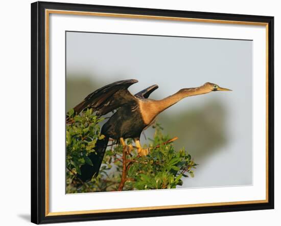 Anhinga Female at the Venice Rookery, Venice, Florida, USA-Arthur Morris-Framed Photographic Print