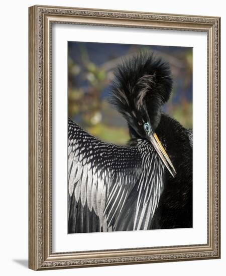 Anhinga preens while drying its feathers, Everglades NP, Florida, USA-Wendy Kaveney-Framed Photographic Print