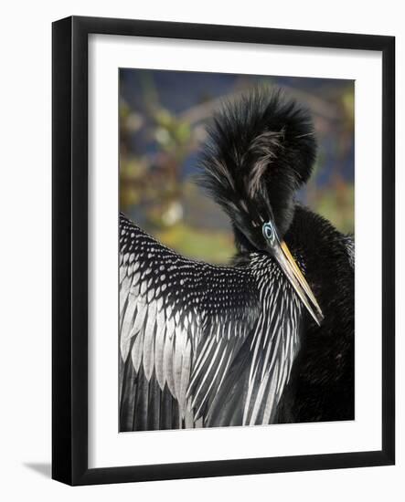 Anhinga preens while drying its feathers, Everglades NP, Florida, USA-Wendy Kaveney-Framed Photographic Print