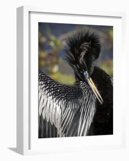 Anhinga preens while drying its feathers, Everglades NP, Florida, USA-Wendy Kaveney-Framed Photographic Print