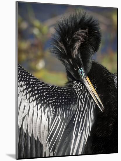Anhinga preens while drying its feathers, Everglades NP, Florida, USA-Wendy Kaveney-Mounted Photographic Print