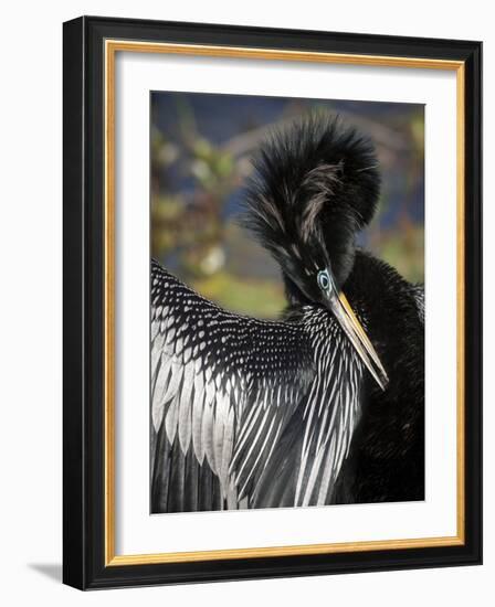 Anhinga preens while drying its feathers, Everglades NP, Florida, USA-Wendy Kaveney-Framed Photographic Print