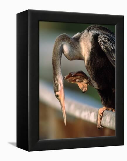 Anhinga Scratching, Everglades National Park, Florida, USA-Charles Sleicher-Framed Premier Image Canvas