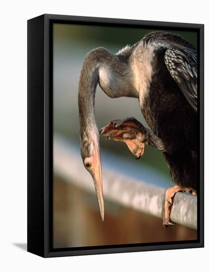 Anhinga Scratching, Everglades National Park, Florida, USA-Charles Sleicher-Framed Premier Image Canvas