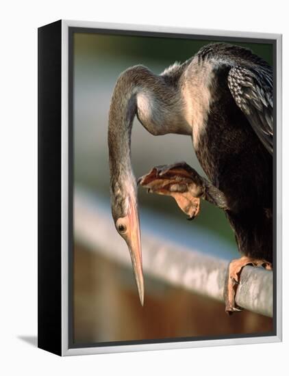 Anhinga Scratching, Everglades National Park, Florida, USA-Charles Sleicher-Framed Premier Image Canvas