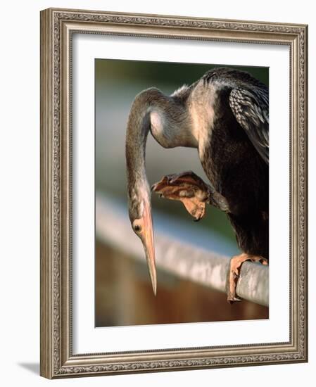 Anhinga Scratching, Everglades National Park, Florida, USA-Charles Sleicher-Framed Photographic Print