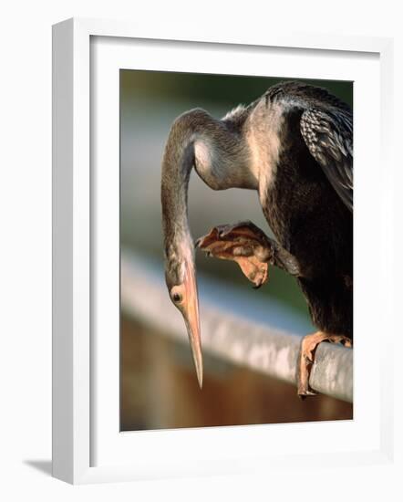 Anhinga Scratching, Everglades National Park, Florida, USA-Charles Sleicher-Framed Photographic Print