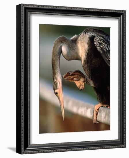 Anhinga Scratching, Everglades National Park, Florida, USA-Charles Sleicher-Framed Photographic Print