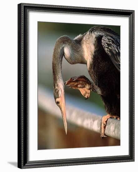 Anhinga Scratching, Everglades National Park, Florida, USA-Charles Sleicher-Framed Photographic Print
