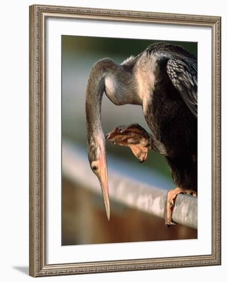 Anhinga Scratching, Everglades National Park, Florida, USA-Charles Sleicher-Framed Photographic Print