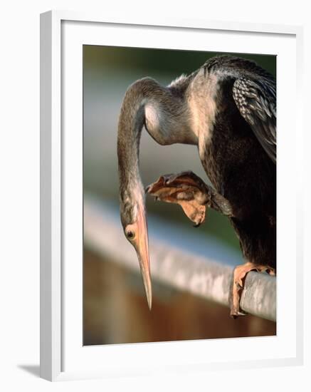 Anhinga Scratching, Everglades National Park, Florida, USA-Charles Sleicher-Framed Photographic Print