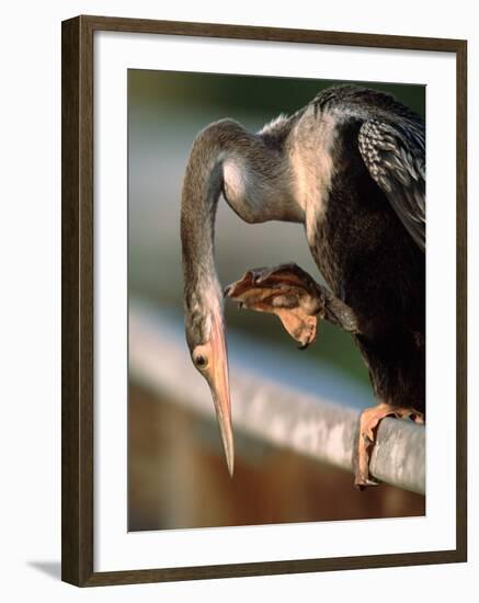 Anhinga Scratching, Everglades National Park, Florida, USA-Charles Sleicher-Framed Photographic Print