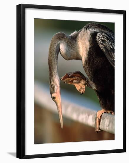 Anhinga Scratching, Everglades National Park, Florida, USA-Charles Sleicher-Framed Photographic Print