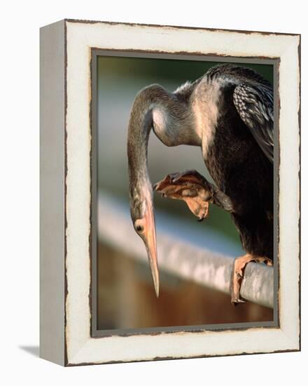 Anhinga Scratching, Everglades National Park, Florida, USA-Charles Sleicher-Framed Premier Image Canvas