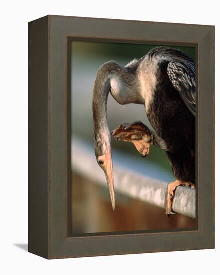 Anhinga Scratching, Everglades National Park, Florida, USA-Charles Sleicher-Framed Premier Image Canvas