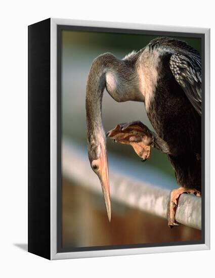 Anhinga Scratching, Everglades National Park, Florida, USA-Charles Sleicher-Framed Premier Image Canvas