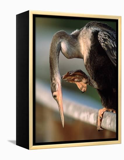 Anhinga Scratching, Everglades National Park, Florida, USA-Charles Sleicher-Framed Premier Image Canvas