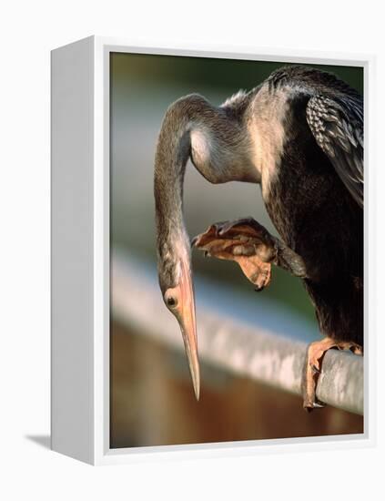 Anhinga Scratching, Everglades National Park, Florida, USA-Charles Sleicher-Framed Premier Image Canvas