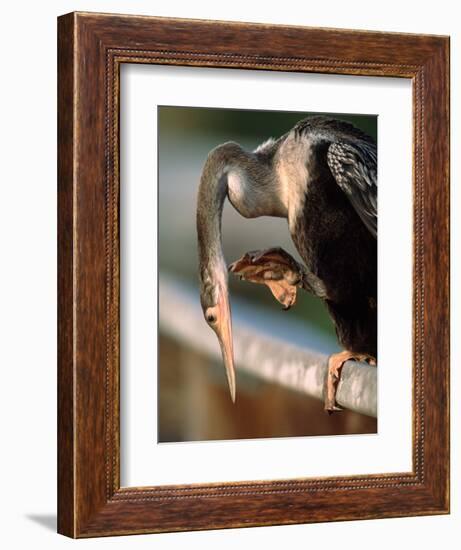 Anhinga Scratching, Everglades National Park, Florida, USA-Charles Sleicher-Framed Photographic Print