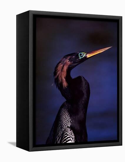 Anhinga, Snake Bird in Breeding Plumage, Everglades National Park, Florida, USA-Charles Sleicher-Framed Premier Image Canvas