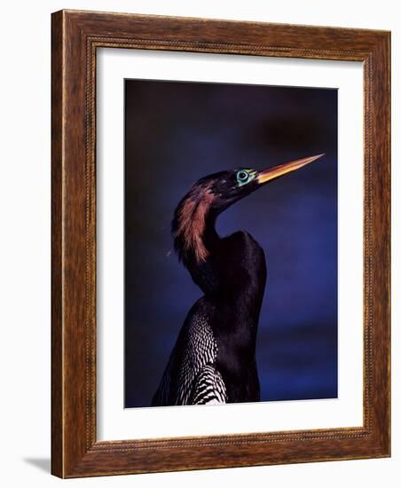 Anhinga, Snake Bird in Breeding Plumage, Everglades National Park, Florida, USA-Charles Sleicher-Framed Photographic Print