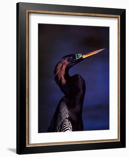 Anhinga, Snake Bird in Breeding Plumage, Everglades National Park, Florida, USA-Charles Sleicher-Framed Photographic Print