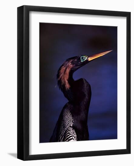 Anhinga, Snake Bird in Breeding Plumage, Everglades National Park, Florida, USA-Charles Sleicher-Framed Photographic Print
