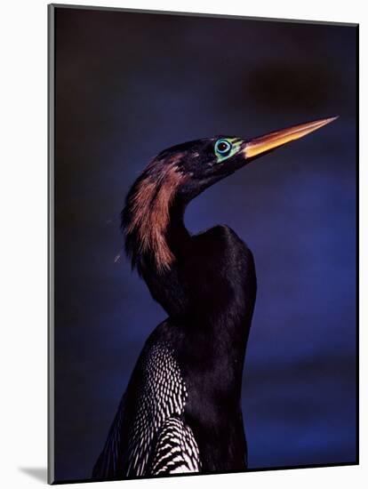 Anhinga, Snake Bird in Breeding Plumage, Everglades National Park, Florida, USA-Charles Sleicher-Mounted Photographic Print