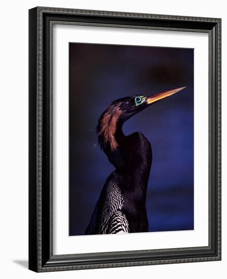 Anhinga, Snake Bird in Breeding Plumage, Everglades National Park, Florida, USA-Charles Sleicher-Framed Photographic Print