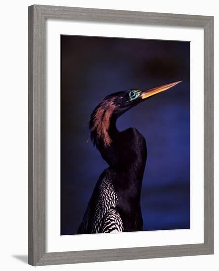 Anhinga, Snake Bird in Breeding Plumage, Everglades National Park, Florida, USA-Charles Sleicher-Framed Photographic Print