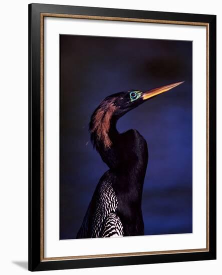 Anhinga, Snake Bird in Breeding Plumage, Everglades National Park, Florida, USA-Charles Sleicher-Framed Photographic Print