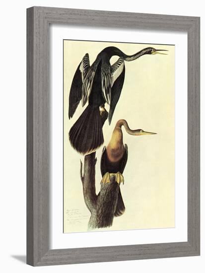 Anhinga-John James Audubon-Framed Art Print