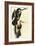 Anhinga-John James Audubon-Framed Art Print