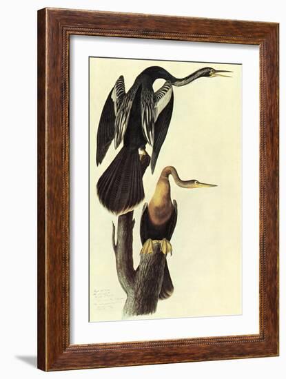 Anhinga-John James Audubon-Framed Art Print