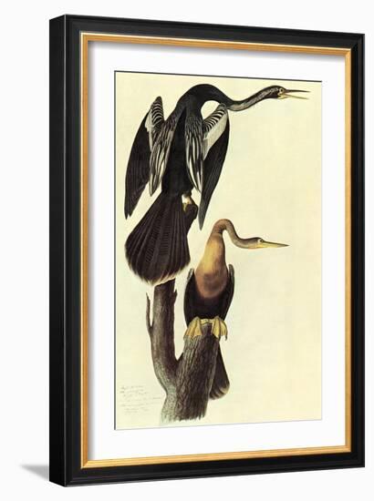 Anhinga-John James Audubon-Framed Art Print