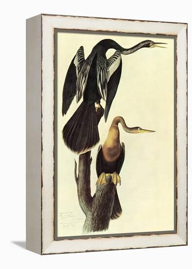 Anhinga-John James Audubon-Framed Stretched Canvas