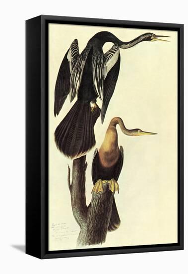 Anhinga-John James Audubon-Framed Stretched Canvas