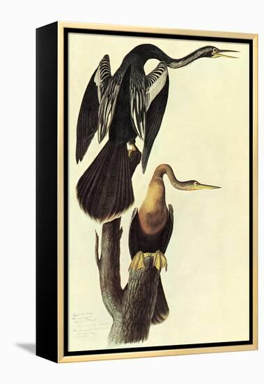 Anhinga-John James Audubon-Framed Stretched Canvas