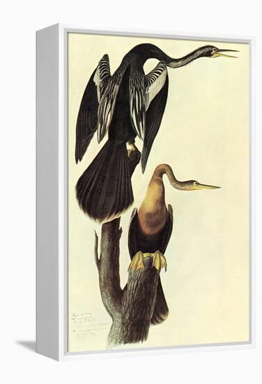 Anhinga-John James Audubon-Framed Stretched Canvas