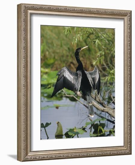 Anhingha Drying Wings, South Florida, USA-Roy Rainford-Framed Photographic Print