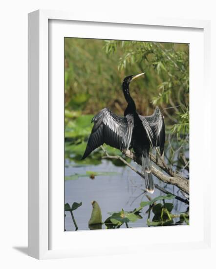 Anhingha Drying Wings, South Florida, USA-Roy Rainford-Framed Photographic Print