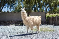 Llama in Salinas Grandes in Jujuy, Argentina.-Anibal Trejo-Photographic Print