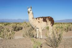 Llama in Purmamarca, Jujuy, Argentina.-Anibal Trejo-Mounted Photographic Print