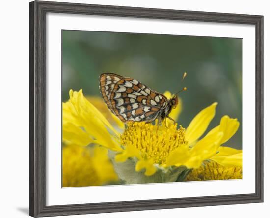 Anicia Checkerspot, Mt. Evans, Colorado, USA-Adam Jones-Framed Photographic Print