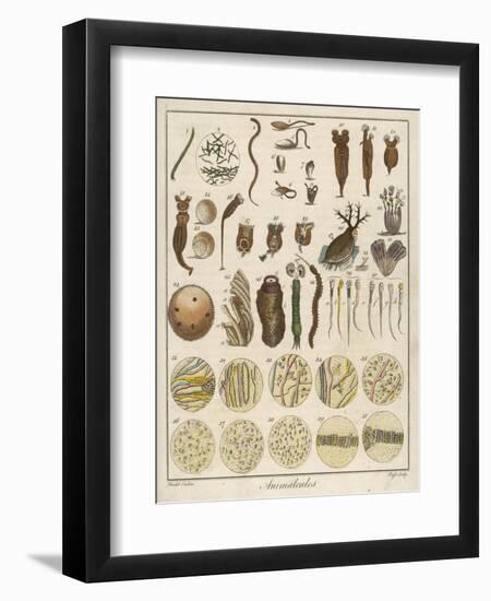 "Animacules," Microscopic Creatures as Seen Under a Microscope-Ebenezer Sibly-Framed Art Print